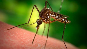 photo of a mosquito