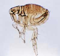blow-up picture of a flea