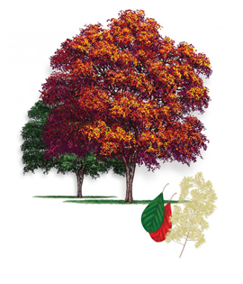 American Smoke tree