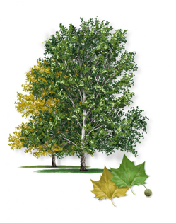 American Sycamore tree
