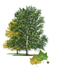 American Sycamore