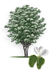 Anacacho Orchid tree