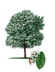 Anaqua tree