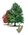 Bald Cypress