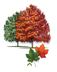 Bigtooth Maple