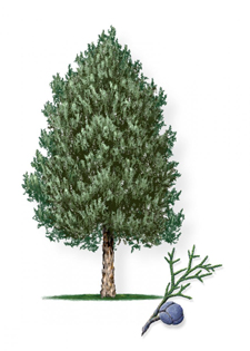 Blue Ice Arizona Cypress tree