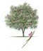 Bubba Desert Willow