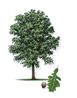 Bur Oak tree