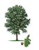 Bur Oak