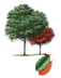 Carolina Buckthorn tree