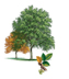 Cedar Elm