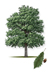 Chinkapin Oak