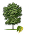 Common Hackberry