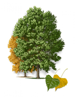 Eastern Cottonwood tree