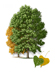 Eastern Cottonwood