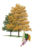 Escarpment Black Cherry