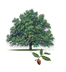 Escarpment Live Oak