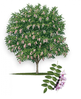 Eve's Necklace tree