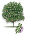 Eve's Necklace tree