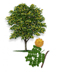 Goldenball Leadtree