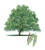 Honey Mesquite