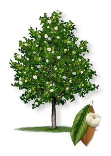 Little Gem Southern Magnolia tree