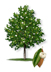 Little Gem Southern Magnolia tree