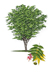 Mexican Buckeye tree