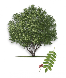 Mexican Pistachio Tree. Artwork © Robert O’Brien