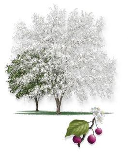 Mexican Plum Tree. Artwork © Robert O’Brien