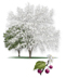 Mexican Plum tree
