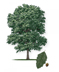 Mexican White Oak