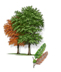 Montezuma Bald Cypress