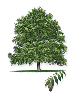 Pecan tree