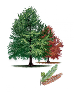 Peve Minaret Bald Cypress Tree. Artwork © Robert O’Brien
