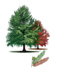 Peve Minaret Bald Cypress tree