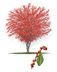 Possumhaw tree