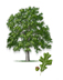 Post Oak