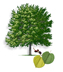 Red Mulberry