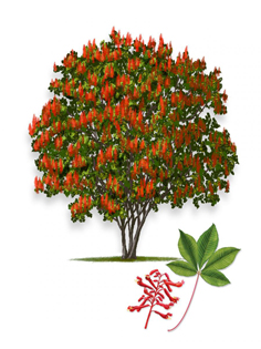 Scarlet Buckeye Tree. Artwork © Robert O’Brien