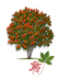 Scarlet Buckeye tree