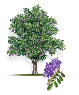 Texas Mountain Laurel Tree. Artwork © Robert O’Brien