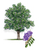 Texas Mountain Laurel