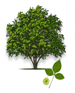 Wafer Ash Tree. Artwork © Robert O’Brien