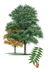 Western Soapberry
