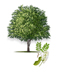 Wright Acacia