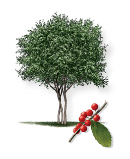Yaupon Tree. Artwork © Robert O’Brien