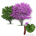 Mexican Redbud tree
