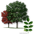 Texas Ash