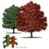 Texas Red Oak